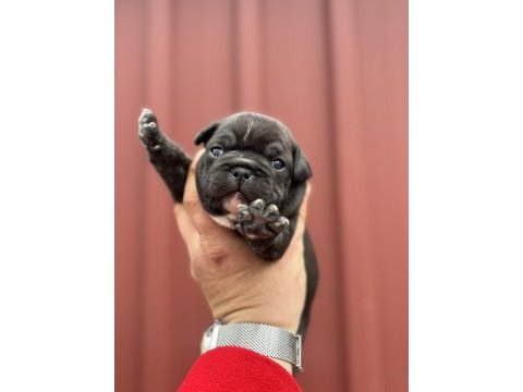 French bulldog bebekler
