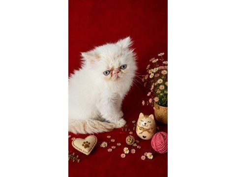 Safkan exotic shorthair bebekler
