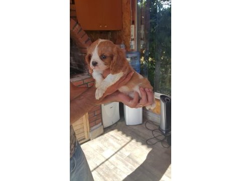 Muhteşem cavalier king charles