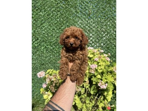 Kore poodle dişi