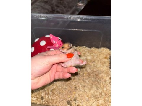 Uzun tüylü suriye hamster yeni sahiplerini bekliyor
