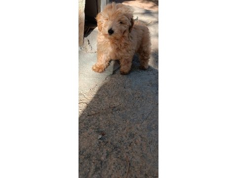 Poodle tadında çakma değil orjinal maltipoo