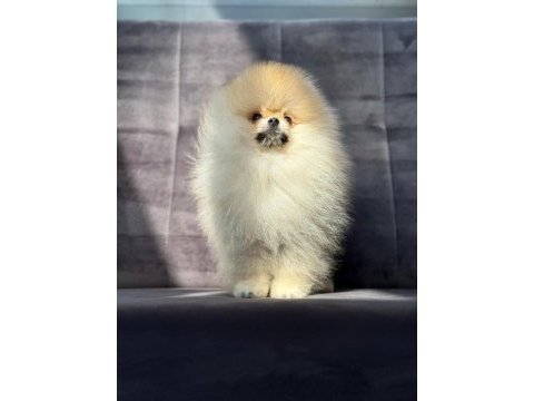 Safkan pomeranian boo