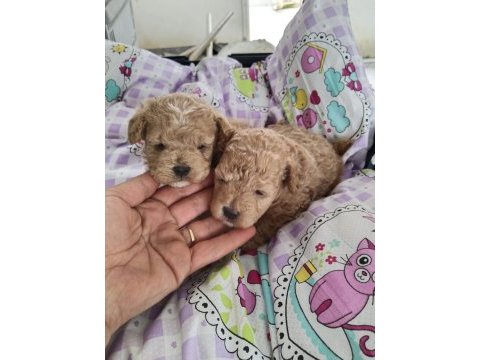 Trde tek teacup kore maltipoo