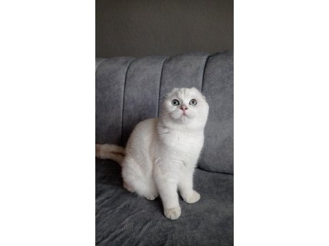 İzmir içi ücretsiz yetişkin dişi scottish fold
