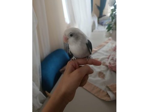 Full evcil sevda papağanı