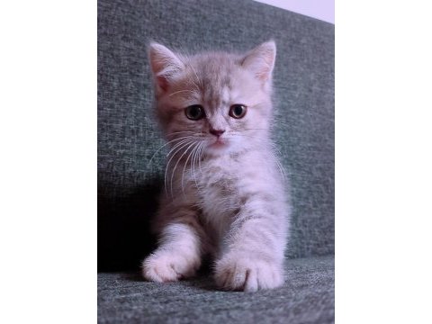 British longhair istanbul içinde ulaşımını sağlıyorum