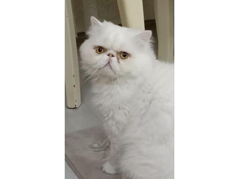 Safkan anne ve babadan iran kedisi
