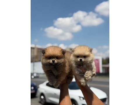 Ankaranın en seçkin pomeranian boo yavruları