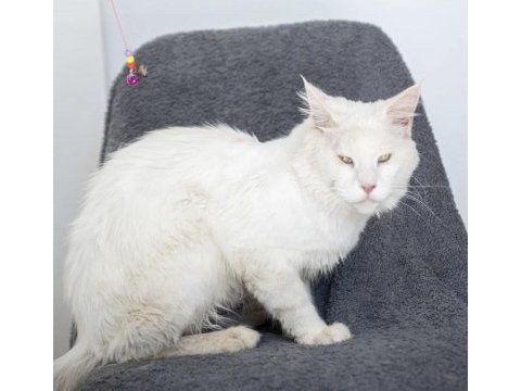 Bembeyaz iri yapılı maine coon erkek
