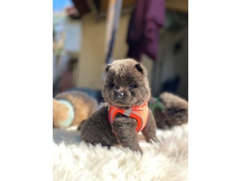 Mükemmel son kalan chow chow yavrular