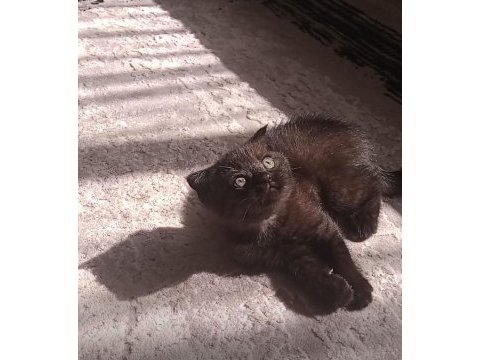 Çikolata scottish fold bebeğim