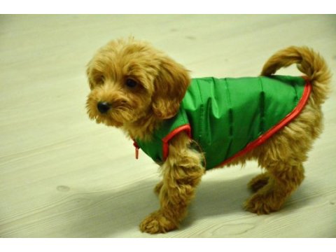 Oyuncu maltipoo bebeğimiz