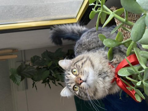 İzmir 6 aylık kısır kedimiz