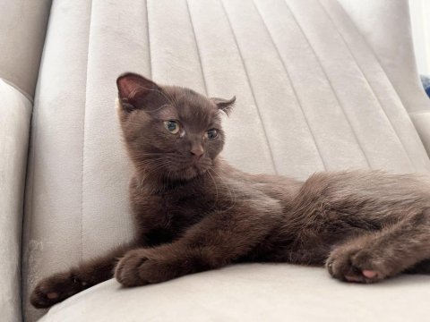 Nadir renk dişi ücretsiz scottish fold