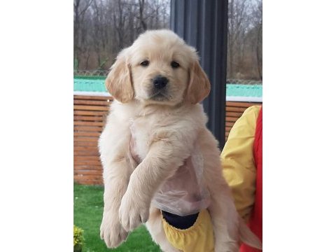 Baby face en iyisinden isteyenler için golden retriever