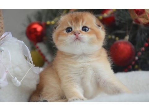 Kıvrık kulak golden scottish fold