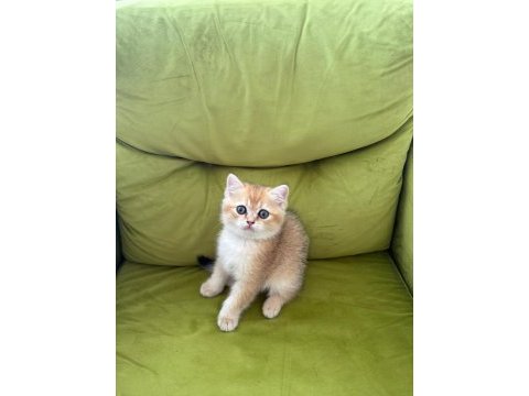 Sağlıklı sevimli british shorthairlar