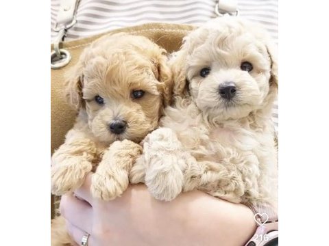 Mükemmel maltipoo lar sizin için burada