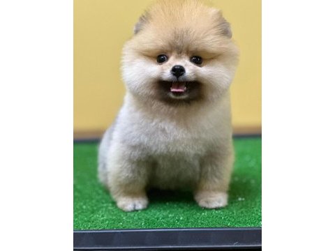Üreticiden ayı surat pomeranian minik aslanlarımız