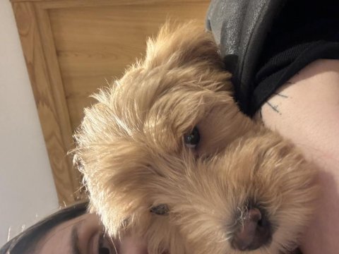 Maltipoo detaylar için telefonla görüşüm sağlayacağım