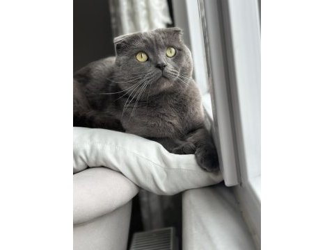 Ücretsiz scottish fold
