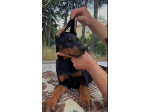 Irkının en irileri hypertype doberman dişi yavrular