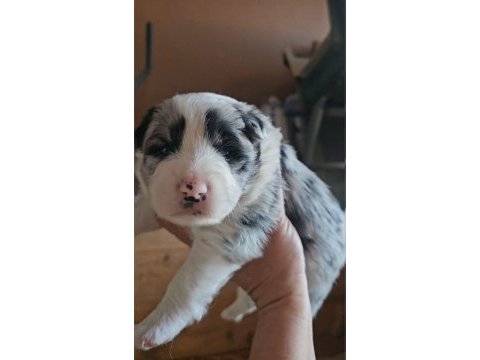 Standart özel renk kızıl her renk border collie bebekler