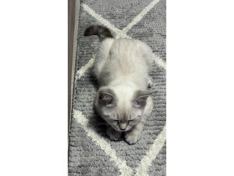 Scottish fold bayaz gri