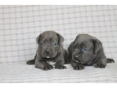 Cane corso bebekler sağlık ve ırk garantili