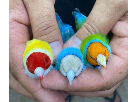 Gökkuşaği ispinozu (goldian finch)
