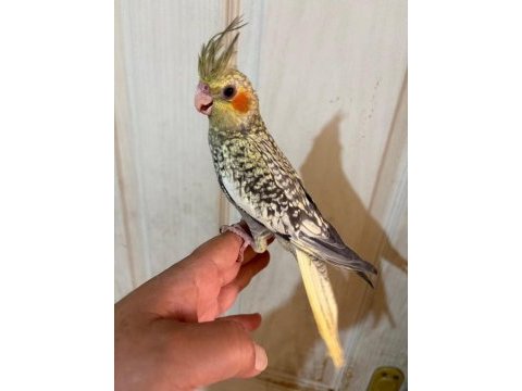 50 günlük kusursuz pearl sultan papağanı bebek
