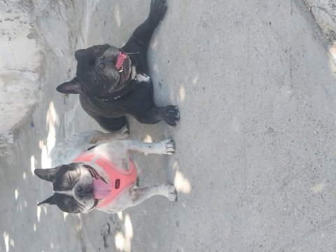 Fransız bulldog