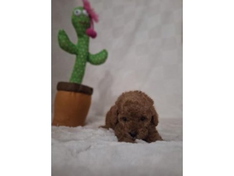 Acele edene dişi ve erkek toy poodle yavrular