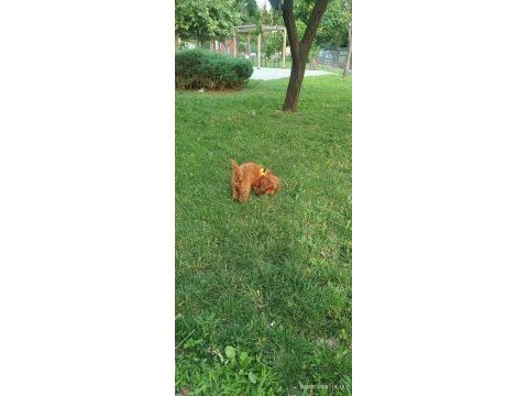 3 aylık toy poodle