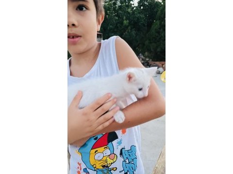 Van kedisi yavrusu babalık hakkı alınmıştır