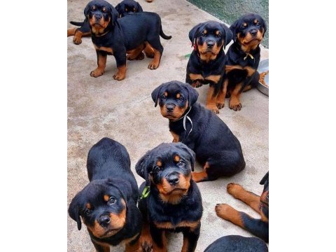 Rottweiler yavrularımız evinizin neşesi olacaktır
