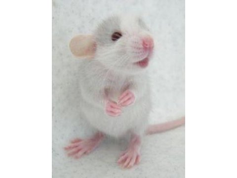 Rat - dumbo rat yavrular ve malzemeleri adrese teslim var