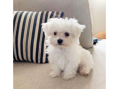 Maltese terrier xs ev doğumlu sıfır numara yavrularım