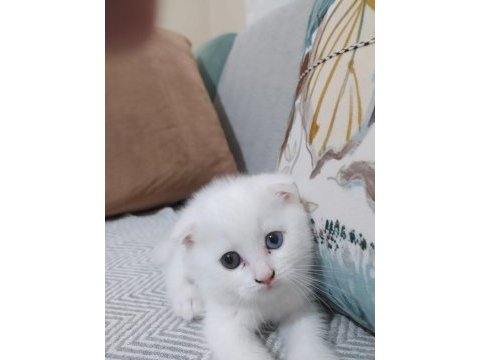 Scottish fold renkli gözlü dişi