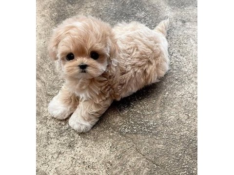 Orjinal kore kan maltipoo