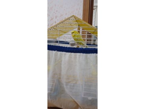Ele alışık oyuncul muhabbet kuşu