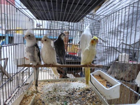 Renk renk sultan papağanları