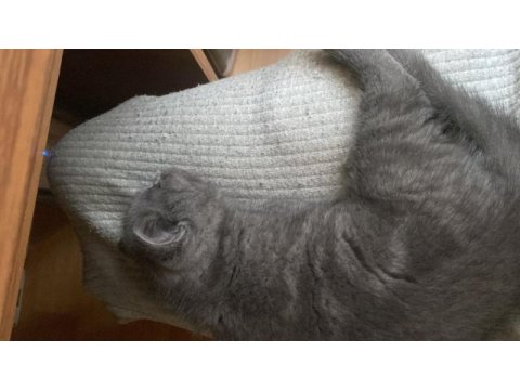 2 aylık gri erkek british shorthar yavru