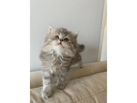 Orjinal şecereli blue point ve british shorthair yavrular