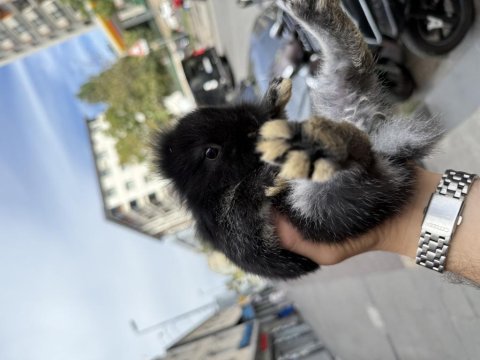 Birbirinden güzel yavru cüce tavşanlar