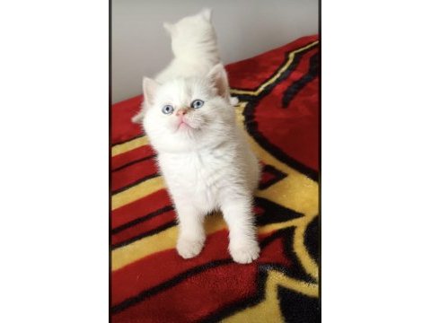 Brıtısh shorthair sevimli yavrularım 