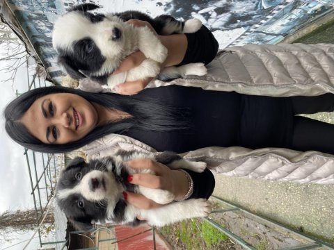 Zeka küpü border collie yavrularım
