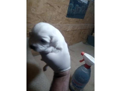 20 günlük kartopu bebek köpekler