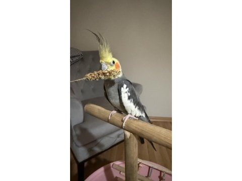Erkek 8 aylık sultan papağanı